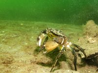 Strandkrab
